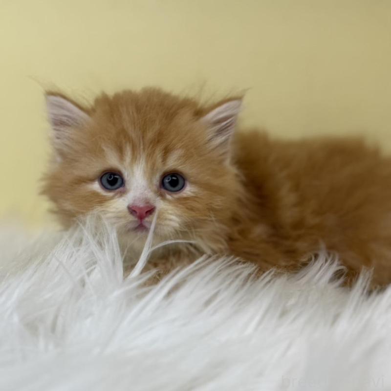 販売中の埼玉県のサイベリアン-138197の1枚目