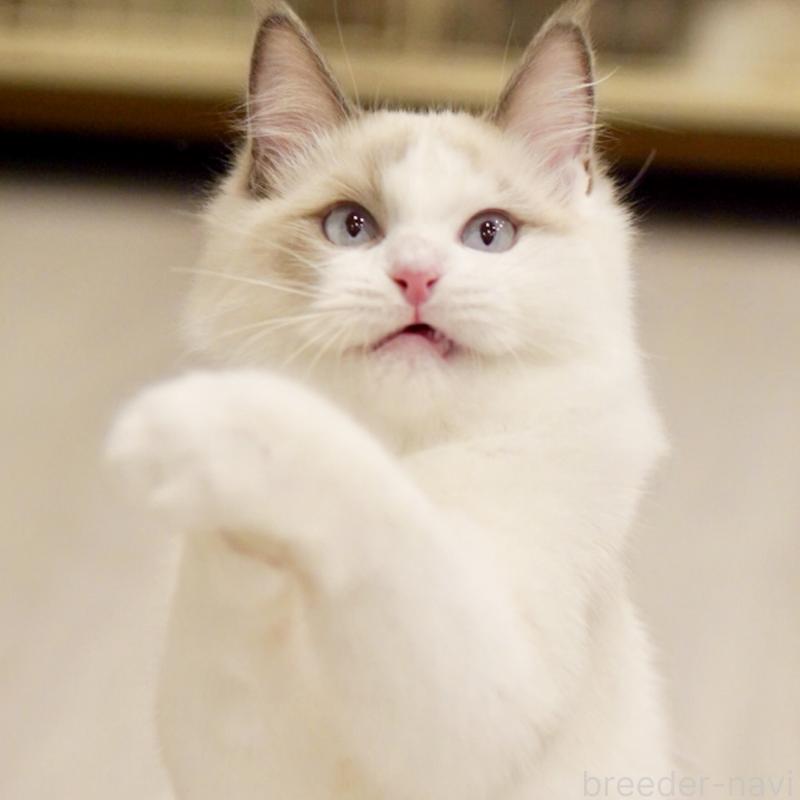 販売中の東京都のラグドール-129845の10枚目