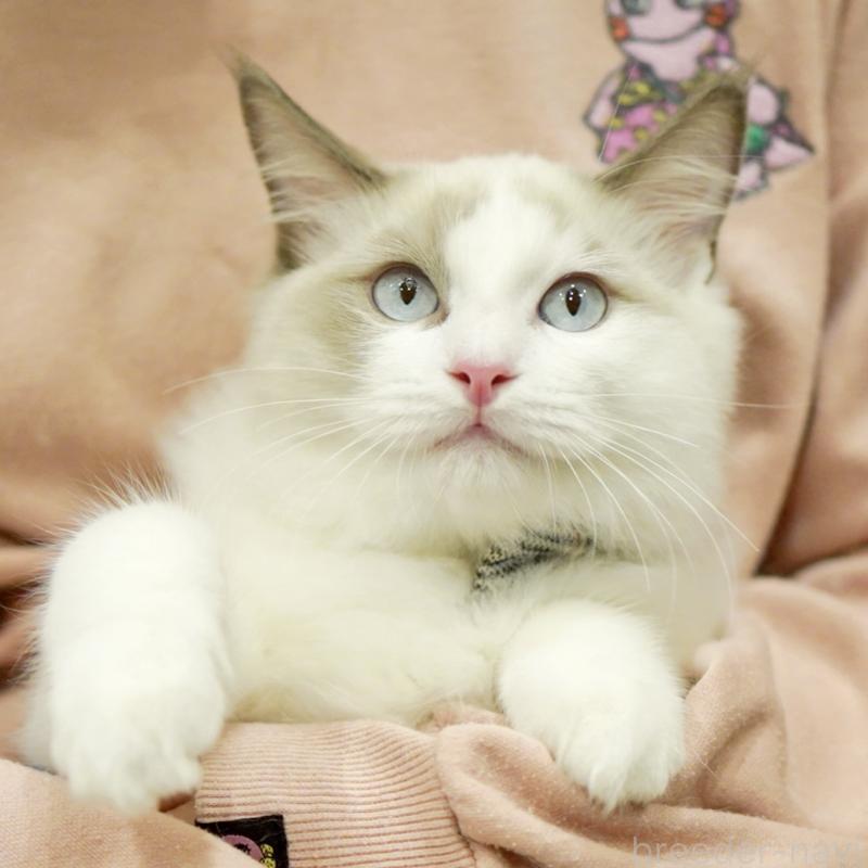 販売中の東京都のラグドール-129845の9枚目