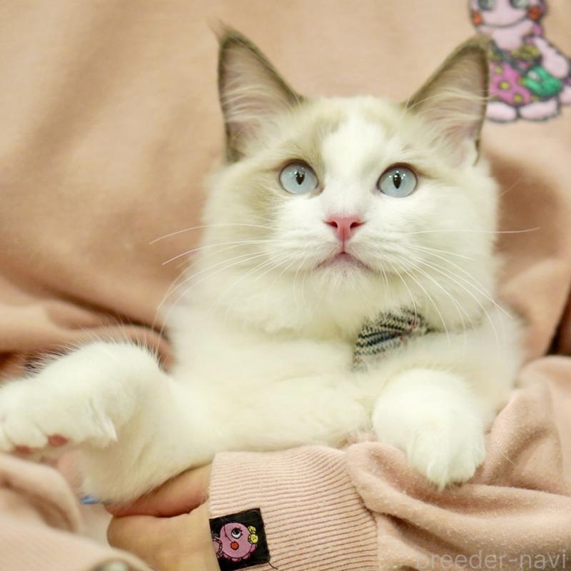 販売中の東京都のラグドール-129845の8枚目