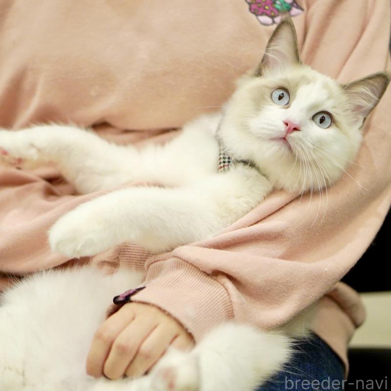 販売中の東京都のラグドール-129845の7枚目