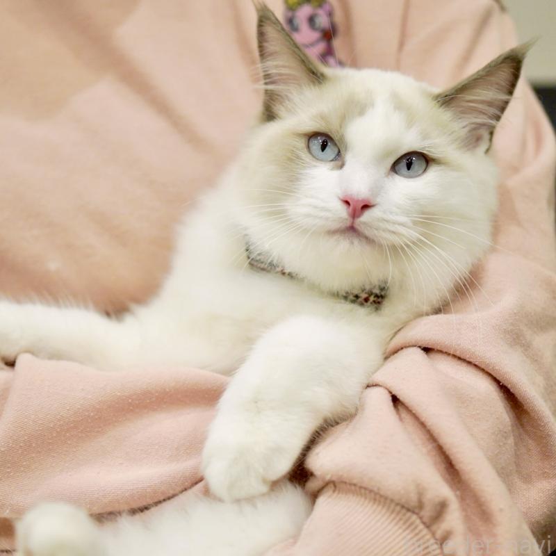 販売中の東京都のラグドール-129845の6枚目