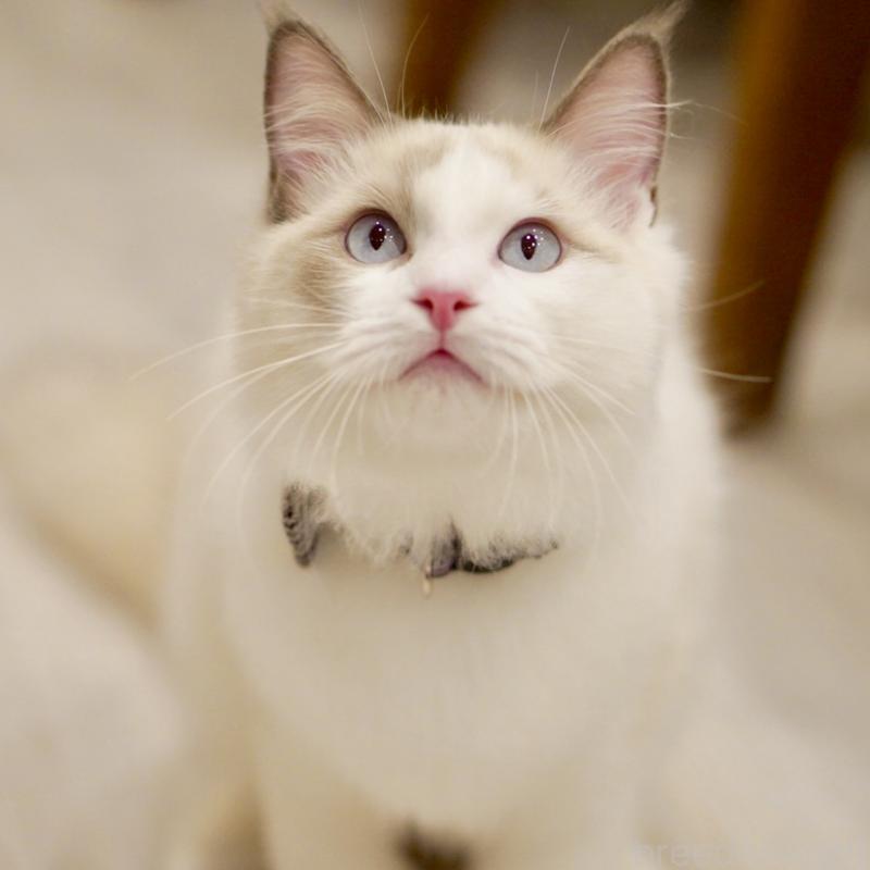 販売中の東京都のラグドール-129845の5枚目