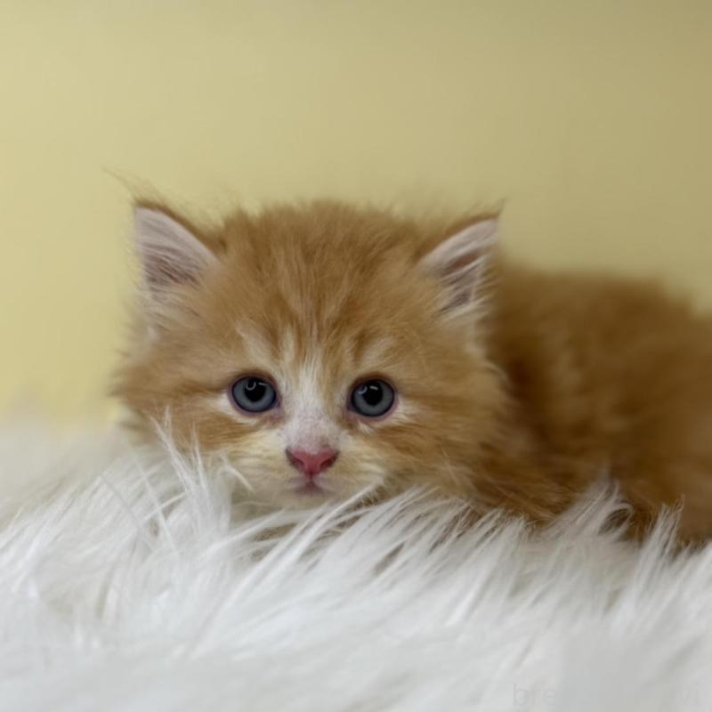 販売中の埼玉県のサイベリアン-138197の4枚目