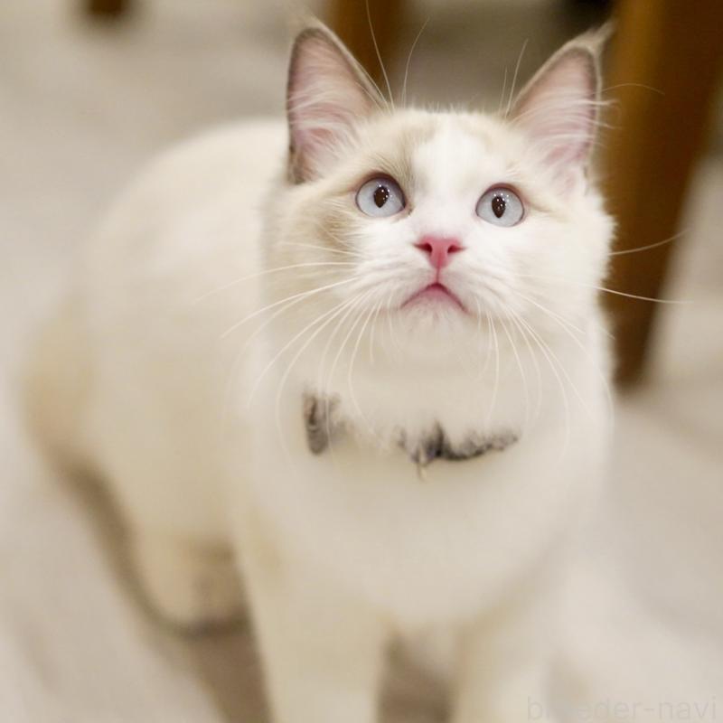 販売中の東京都のラグドール-129845の4枚目