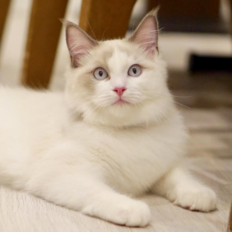 販売中の東京都のラグドール-129845の3枚目