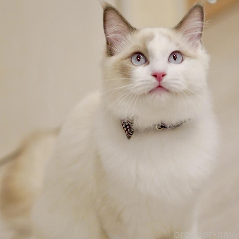 販売中の東京都のラグドール-129845の2枚目