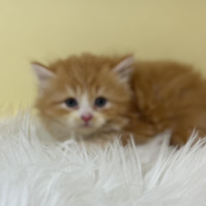 販売中の埼玉県のサイベリアン-138197の2枚目