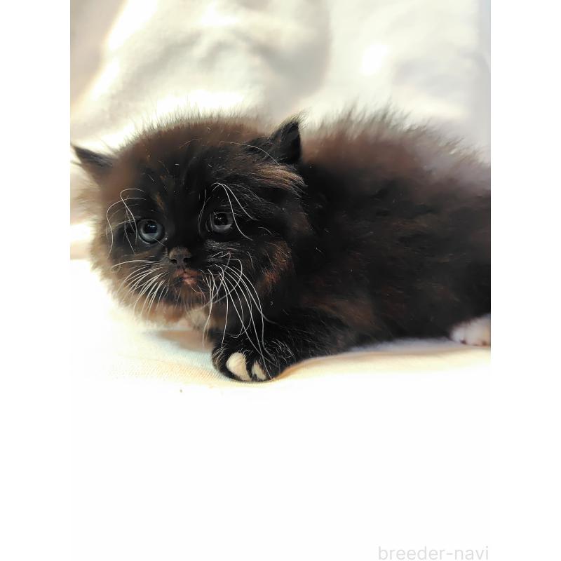 販売中の東京都のミヌエット-138287の3枚目