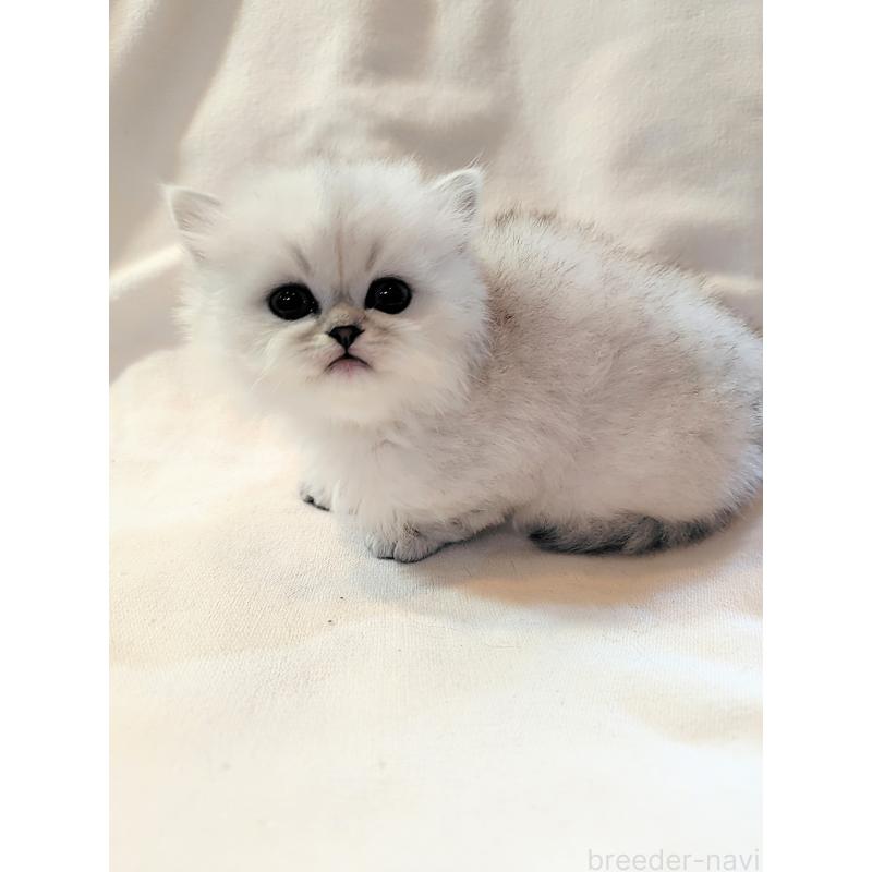 販売中の東京都のミヌエット-138288の3枚目