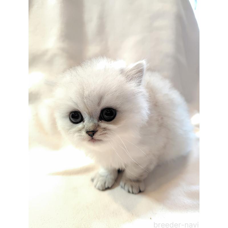 販売中の東京都のミヌエット-138288の2枚目