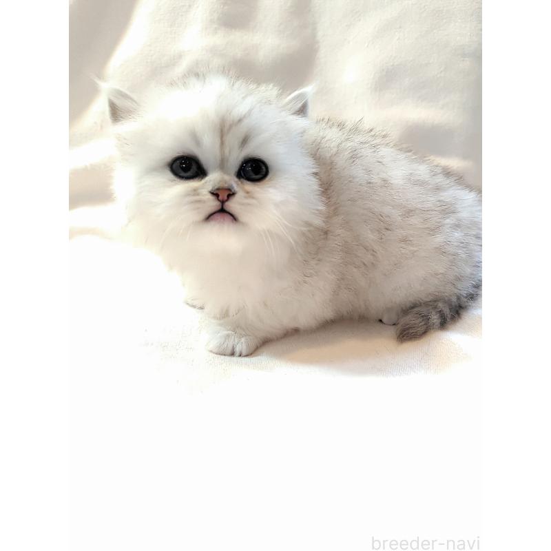 販売中の東京都のミヌエット-138289の3枚目