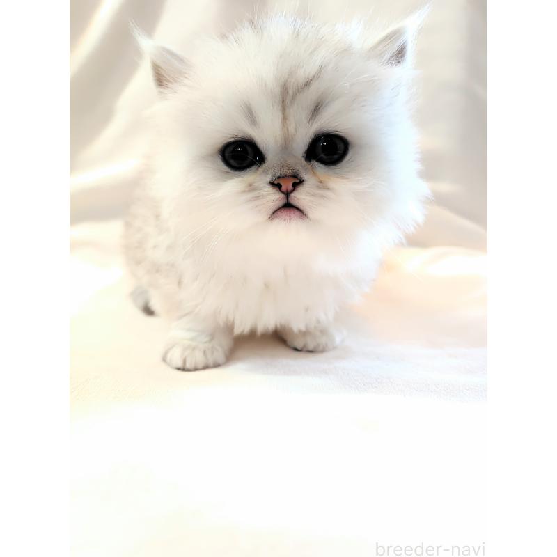 販売中の東京都のミヌエット-138289の2枚目