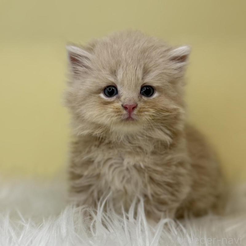 販売中の埼玉県のサイベリアン-138198の1枚目