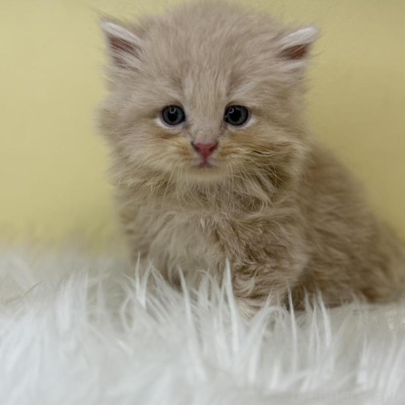 販売中の埼玉県のサイベリアン-138198の4枚目