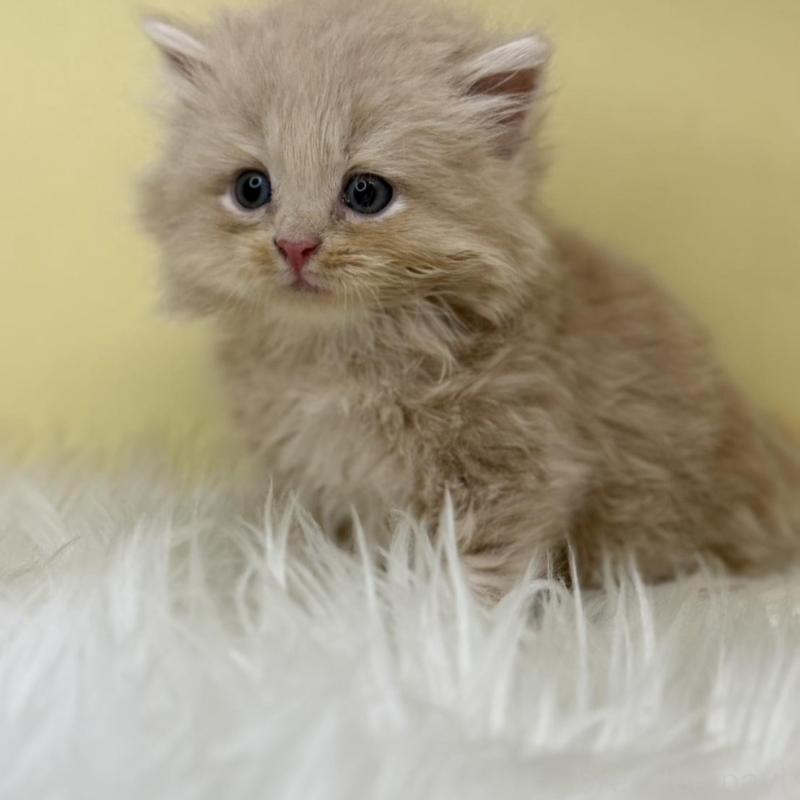 販売中の埼玉県のサイベリアン-138198の3枚目