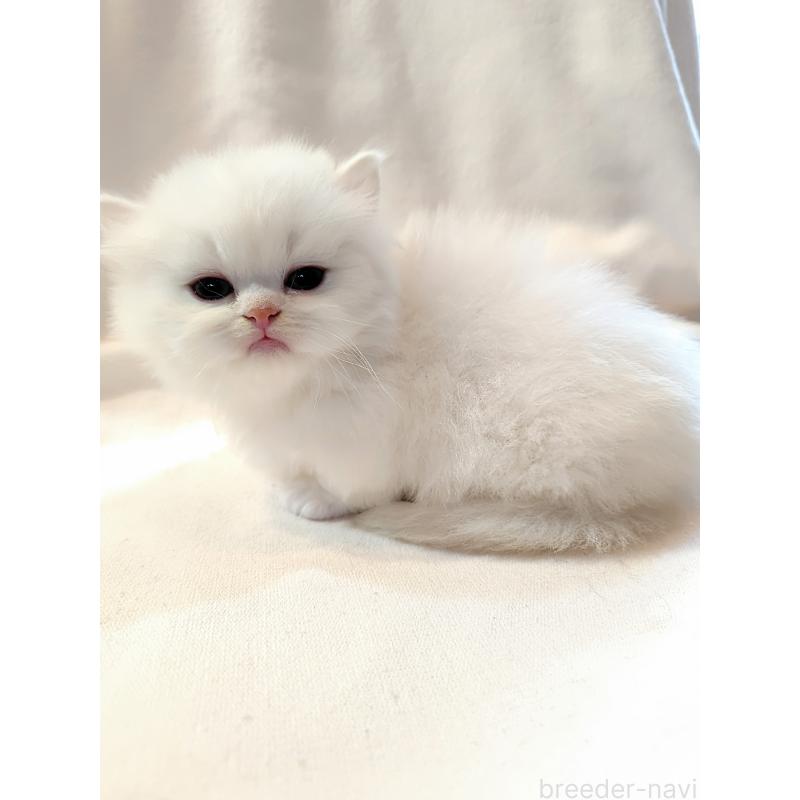 販売中の東京都のミヌエット(短足)-138290の3枚目