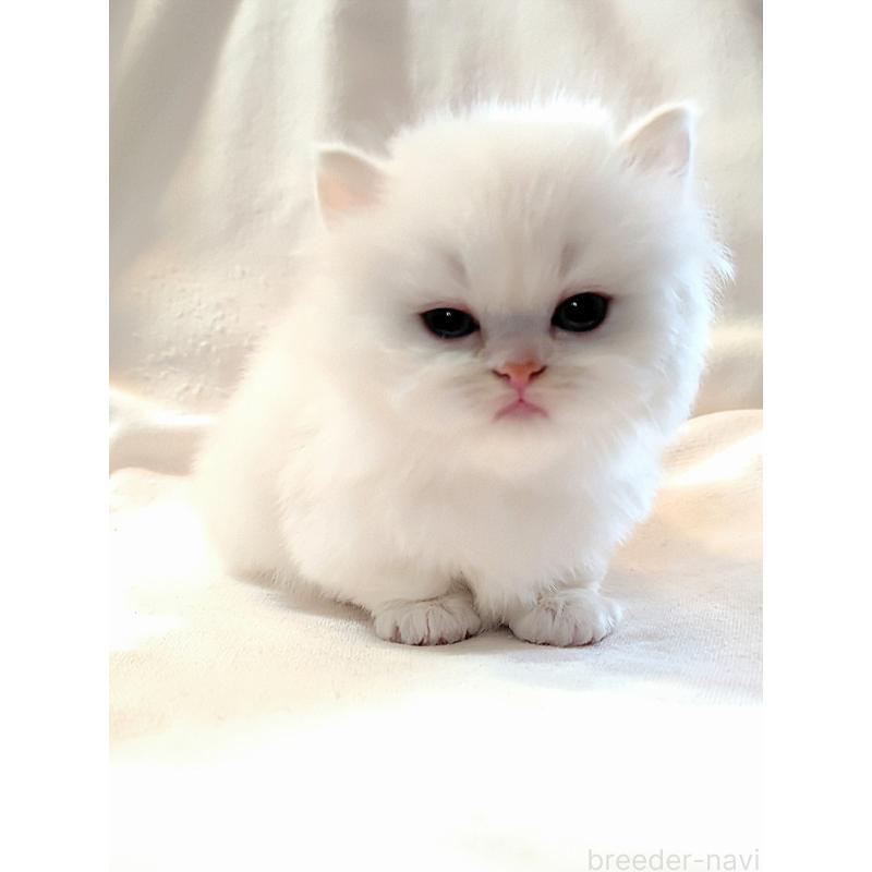 販売中の東京都のミヌエット(短足)-138290の2枚目