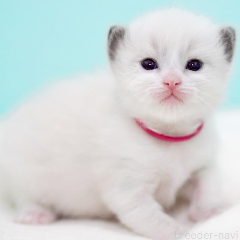 販売中の東京都のラグドール-138285