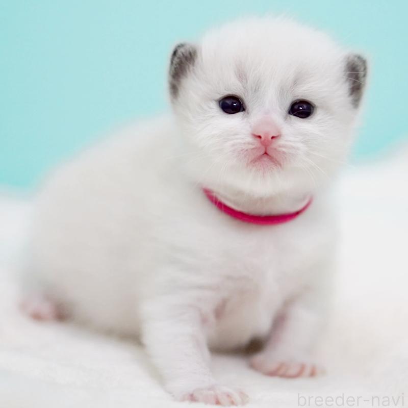 販売中の東京都のラグドール-138285の15枚目