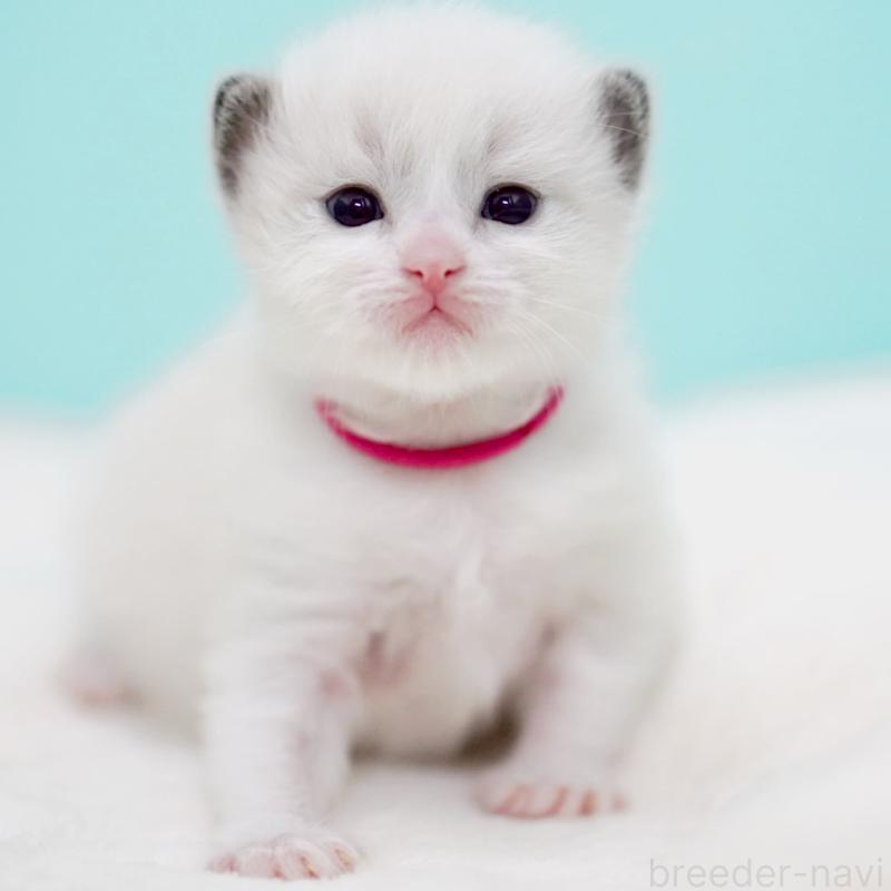 販売中の東京都のラグドール-138285の14枚目