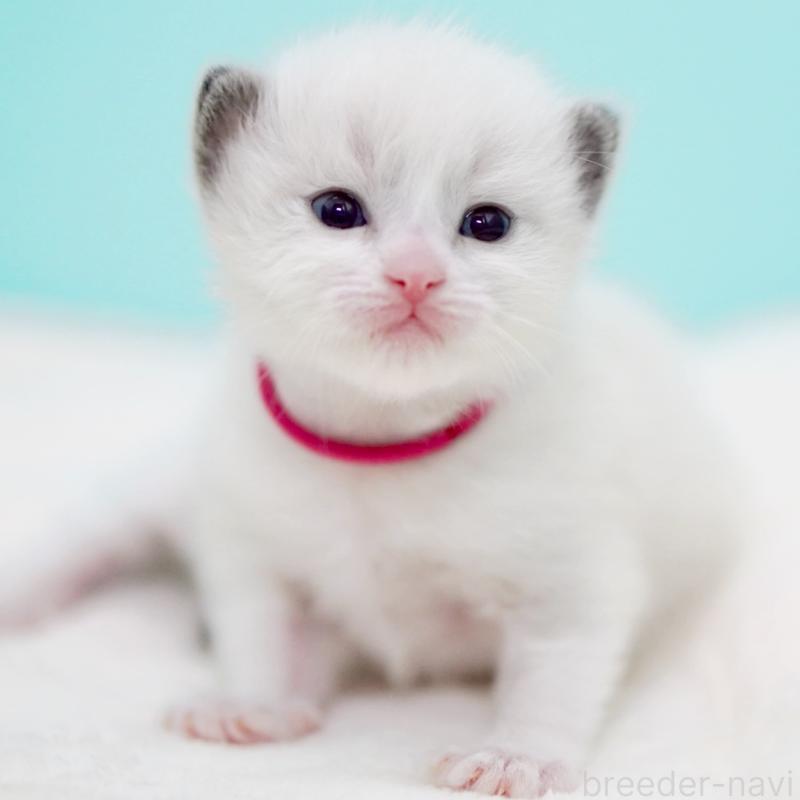 販売中の東京都のラグドール-138285の13枚目