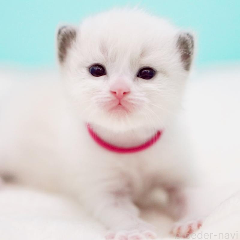 販売中の東京都のラグドール-138285の12枚目