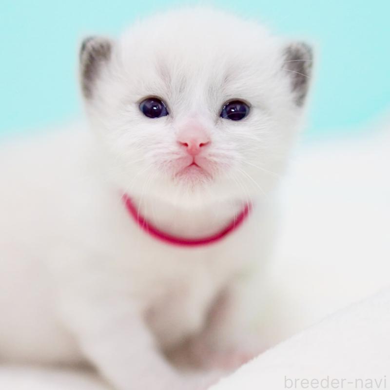 販売中の東京都のラグドール-138285の11枚目