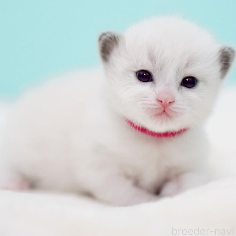 販売中の東京都のラグドール-138285の10枚目