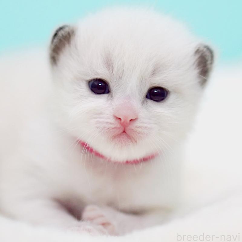 販売中の東京都のラグドール-138285の9枚目