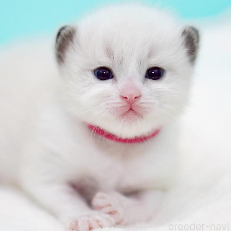 販売中の東京都のラグドール-138285の8枚目