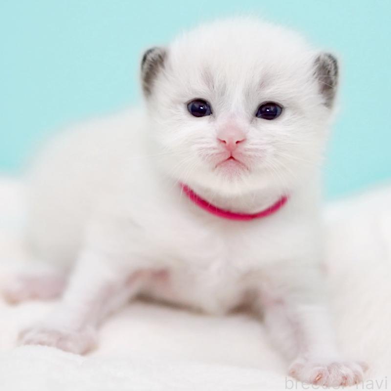 販売中の東京都のラグドール-138285の7枚目