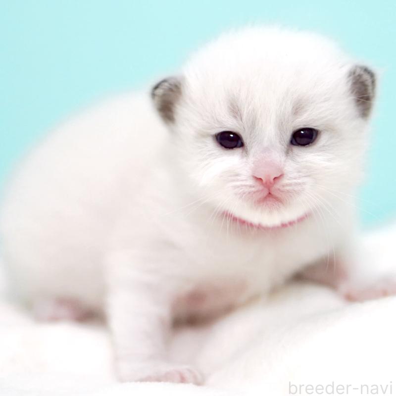 販売中の東京都のラグドール-138285の6枚目