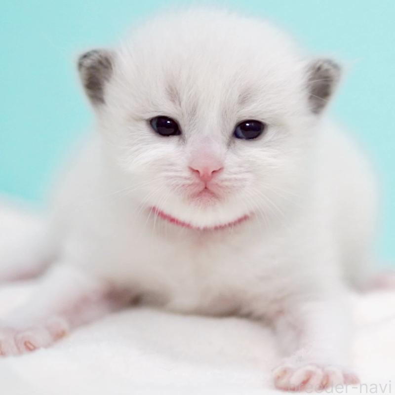 販売中の東京都のラグドール-138285の5枚目