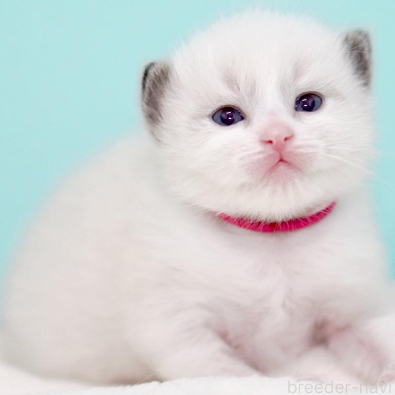 販売中の東京都のラグドール-138285の4枚目