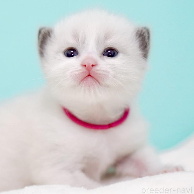 販売中の東京都のラグドール-138285の3枚目