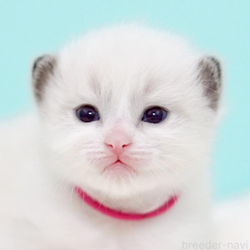 販売中の東京都のラグドール-138285の2枚目