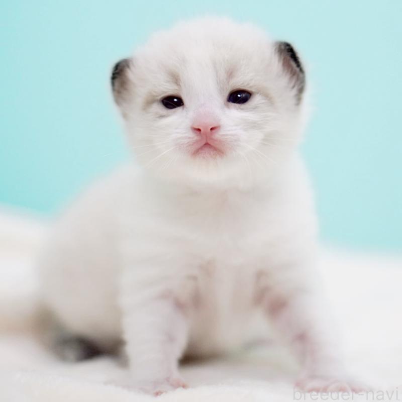 販売中の東京都のラグドール-138286の15枚目