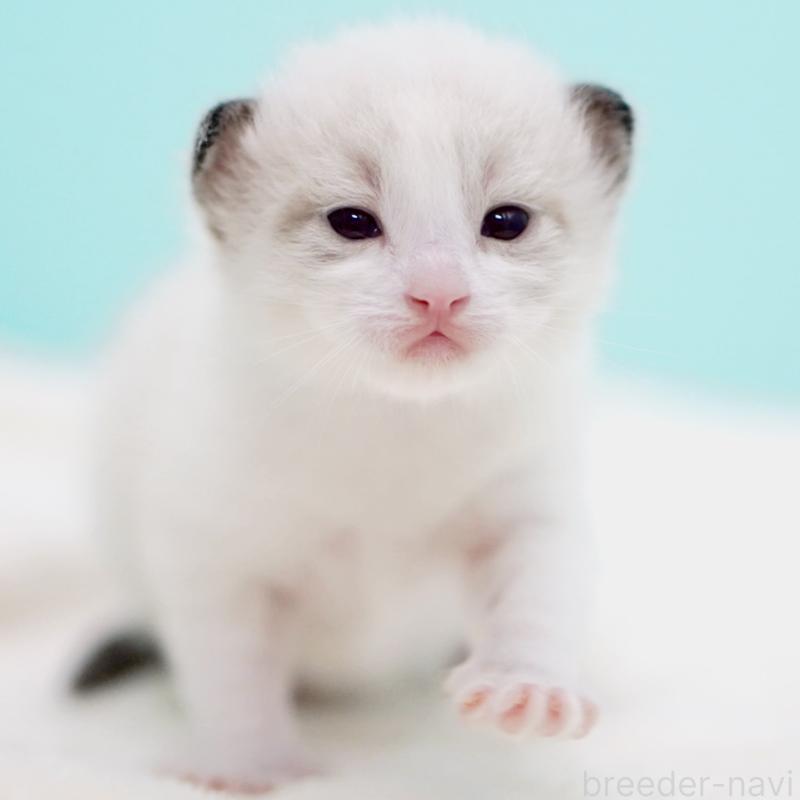 販売中の東京都のラグドール-138286の14枚目