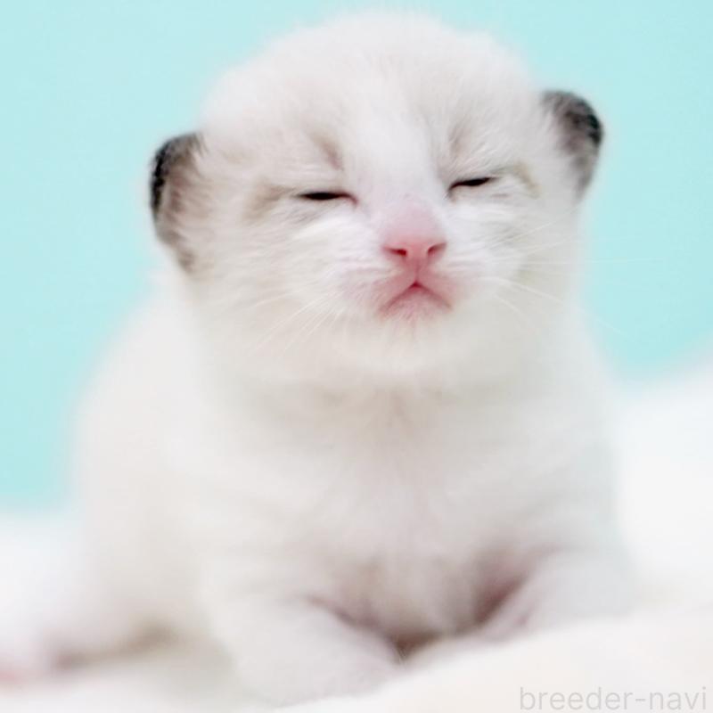 販売中の東京都のラグドール-138286の13枚目