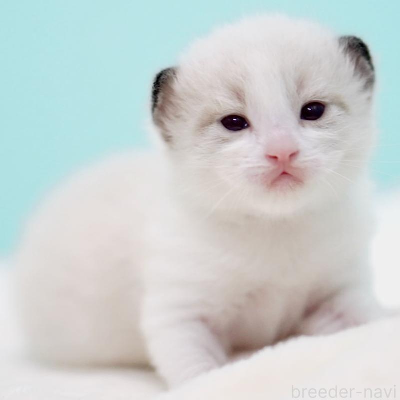 販売中の東京都のラグドール-138286の12枚目