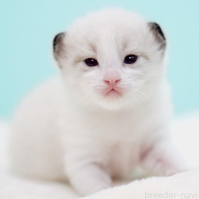 販売中の東京都のラグドール-138286の11枚目