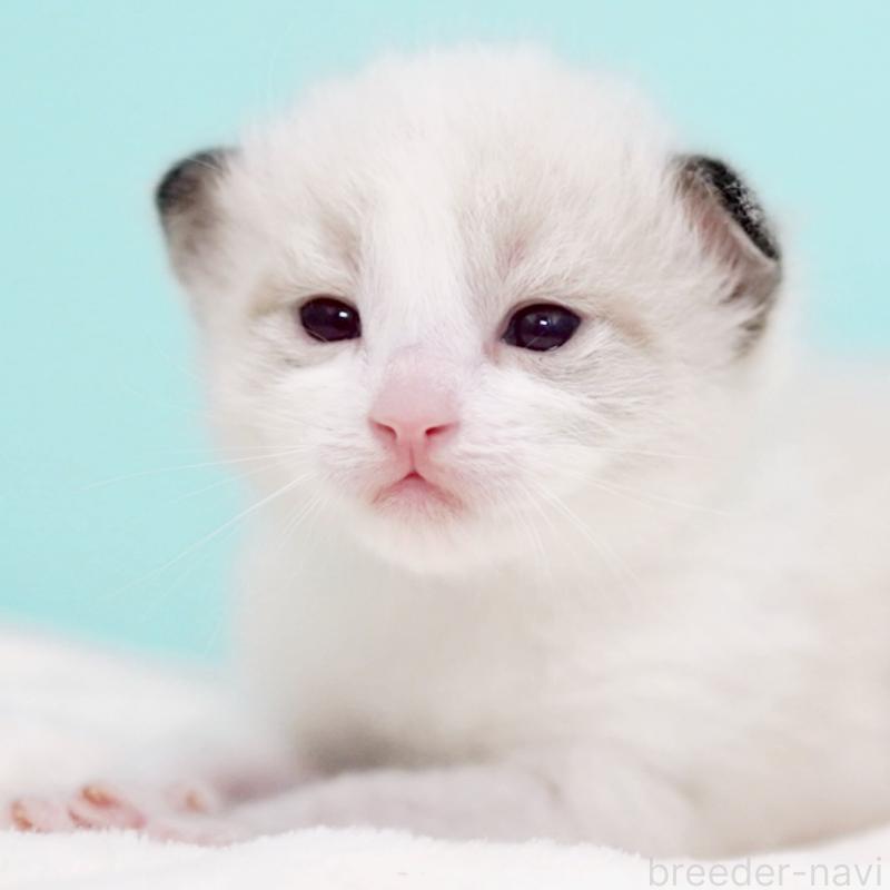 販売中の東京都のラグドール-138286の10枚目