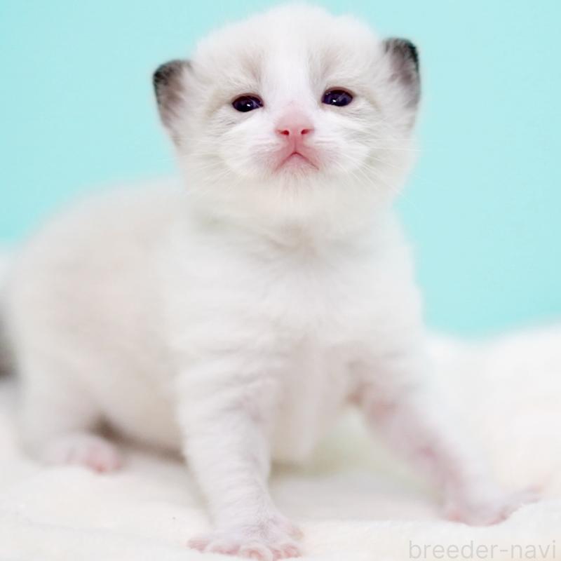 販売中の東京都のラグドール-138286の9枚目