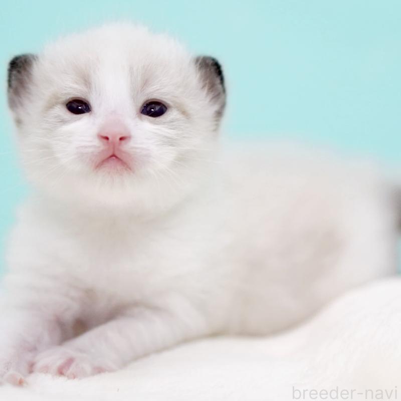 販売中の東京都のラグドール-138286の8枚目