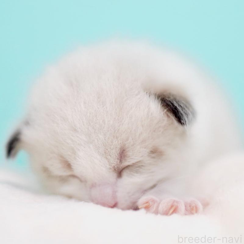 販売中の東京都のラグドール-138286の7枚目