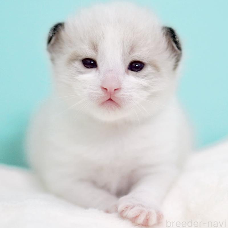 販売中の東京都のラグドール-138286の6枚目