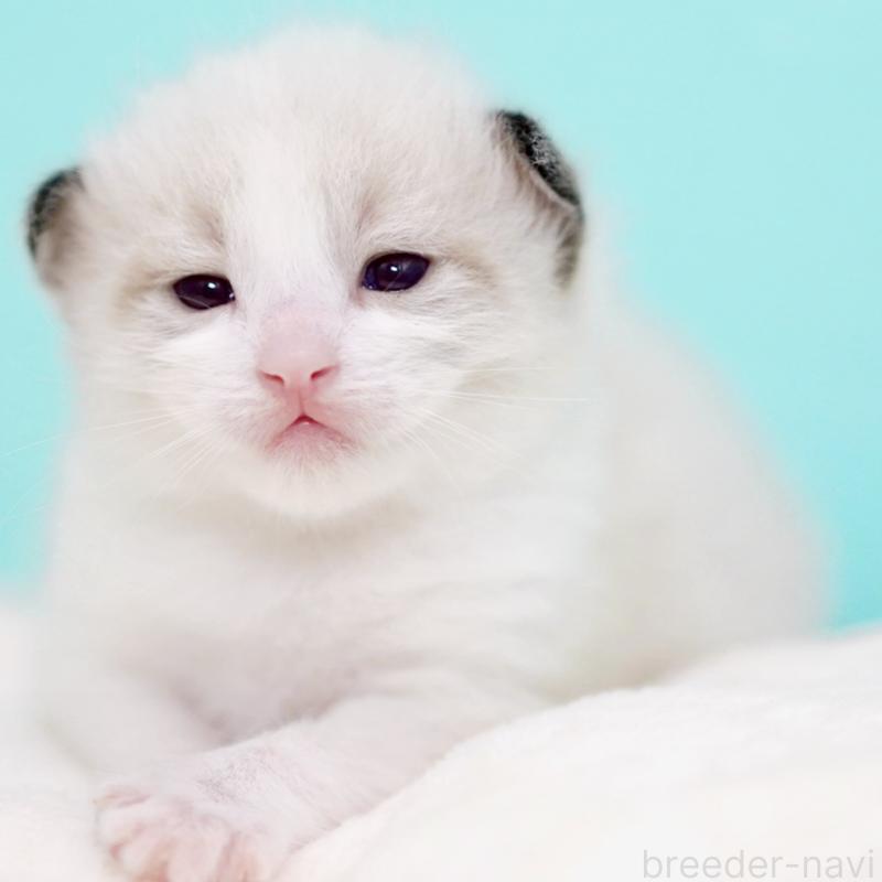 販売中の東京都のラグドール-138286の5枚目