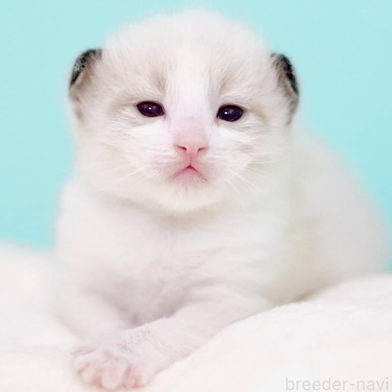 販売中の東京都のラグドール-138286の4枚目