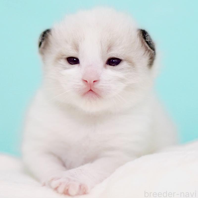 販売中の東京都のラグドール-138286の3枚目